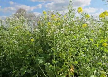 150 toneladas de biomassa por hectare para enterrar.  Desafios das culturas de cobertura