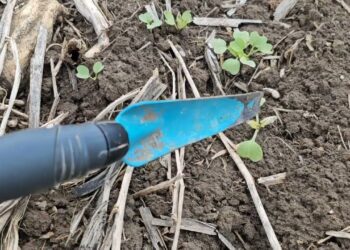 Sementeira Convencional sobre resíduos das Culturas de Cobertura. Quais as novas práticas a adoptar?