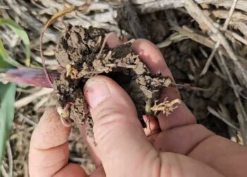 Scutigerella immaculata ou excesso de cultura de cobertura?