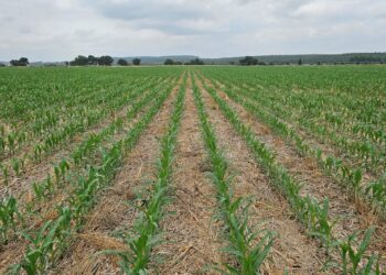 Sementeira Directa vs Convencional – Efeitos da Tromba de Água e das Infestantes