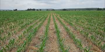 Sementeira Directa vs Convencional – Efeitos da Tromba de Água e das Infestantes