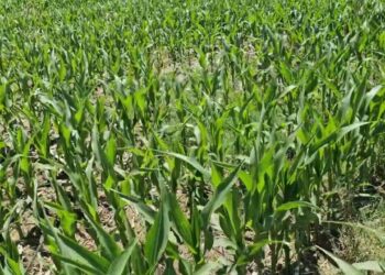 Sementeira Direta vs Sementeira Convencional em Terrenos Arenosos