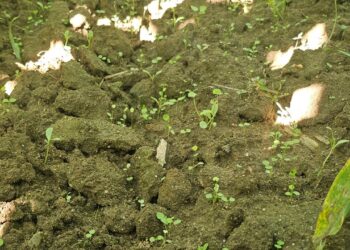 Bio Sacha para incrementar os fungos micorrizicos e todos os microrganismos aeróbicos do solo