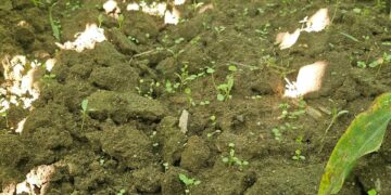 Bio Sacha para incrementar os fungos micorrizicos e todos os microrganismos aeróbicos do solo