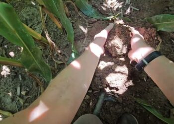 Como estão as searas mais avançadas na pós-floração. Quais os cuidados a ter até ao fim da campanha?