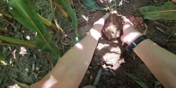 Como estão as searas mais avançadas na pós-floração. Quais os cuidados a ter até ao fim da campanha?