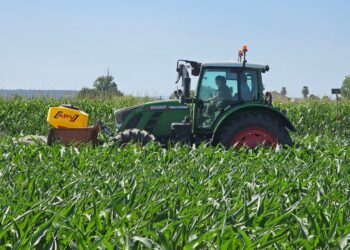 Sementeira de cultura fixadora de Azoto na entrelinha do Milho