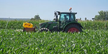 Sementeira de cultura fixadora de Azoto na entrelinha do Milho