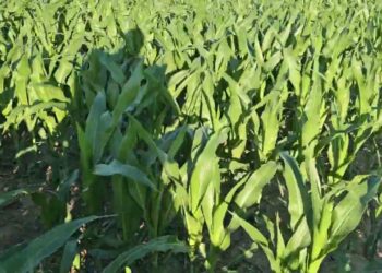 Sementeira directa em solo argiloso 2024