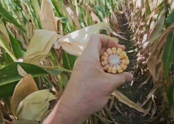 Chegámos ao fim do ciclo do Milho 2024. Primeiros resultados da redução de fertilizantes