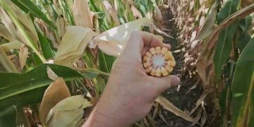 Chegámos ao fim do ciclo do Milho 2024. Primeiros resultados da redução de fertilizantes