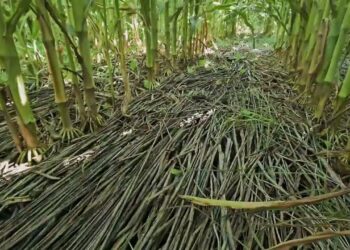 Como se está a mineralizar uma cultura de cobertura em agosto de 2024?