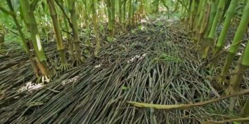 Como se está a mineralizar uma cultura de cobertura em agosto de 2024?