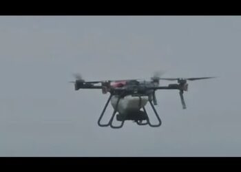 Sementeira da Cultura de Cobertura com Drone 2024-2025. 4 semanas antes do fim do ciclo do milho
