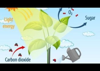 Cultura de Cobertura 2024/2025. Primeiras avaliações