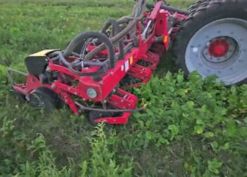 Grão de bico em modelo regenerativo. Testar a capacidade de resistir em sequeiro. Dezembro de 2024