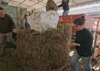 Composto orgânico autóctone, feito com pilha estática. Evolução do método Johnson-Su.