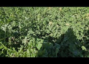 Cultura de Cobertura Biodiversa. Dificuldades na sua implementação