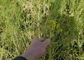 Duas culturas de cobertura produzirão mais do que só uma?