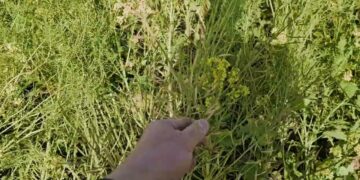 Duas culturas de cobertura produzirão mais do que só uma?