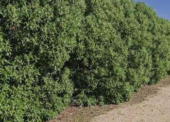 Quanto vale o Serviço de Ecossistema de uma exploração agrícola?