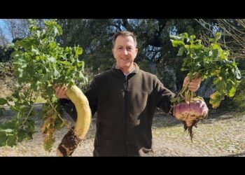 Score da saúde do Solo. O que é um solo vivo e activo?