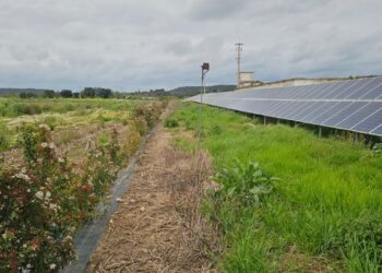 Será possível tornar os parques solares locais de apoio à Biodiversidade?