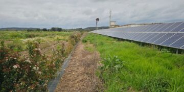 Será possível tornar os parques solares locais de apoio à Biodiversidade?