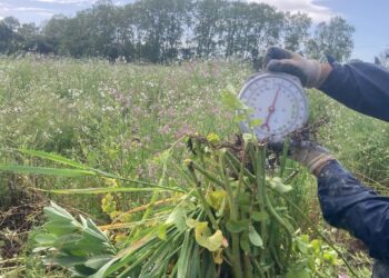 Quanto fertilizante conseguimos produzir com a cultura de cobertura 2025