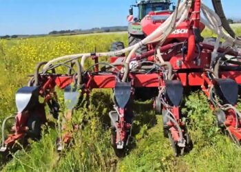 Sementeira directa milho, sem fertilizantes de síntese. Últimos testes