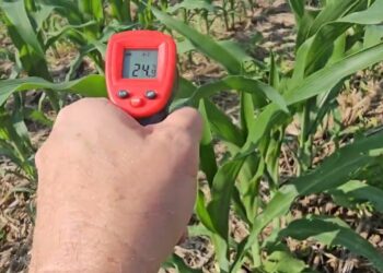 De 44° para 24°.  Como a palha da cultura de cobertura,  pode ajudar a suportar as ondas de Calor.