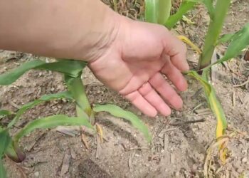 Grande desenvolvimento vegetativo. Fim da fertilização folear. Será suficiente a azoto aplicado?