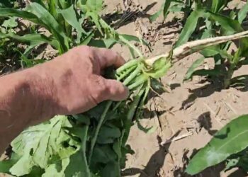 Milho com plantas companheiras e inicio da fertilização folear.  Potencial e Riscos associados.