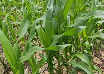 Milho em modelo Regenerativo. Primeiros resultados de campo 2025
