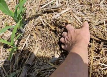 Sementeira directa ou Strip-Till? 2º Episódio,  mulching protege o solo. 1ª fertilização folear