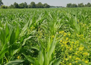 Excesso de plantas companheiras. A simbiose tem que pender para o milho