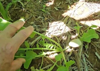 Potencial máximo em modelo Regenerativo. Um Solo vivo e Saudável não necessita de fertilizantes.