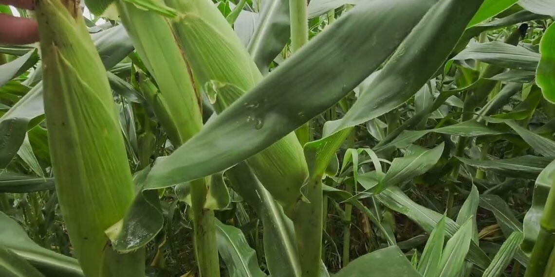 Brix alto afasta os insectos do milho