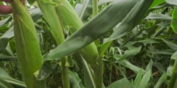 Brix alto afasta os insectos do milho