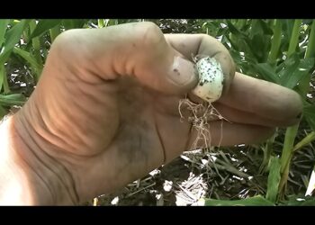 Será que um cogumelo poderá alimentar uma planta de milho?