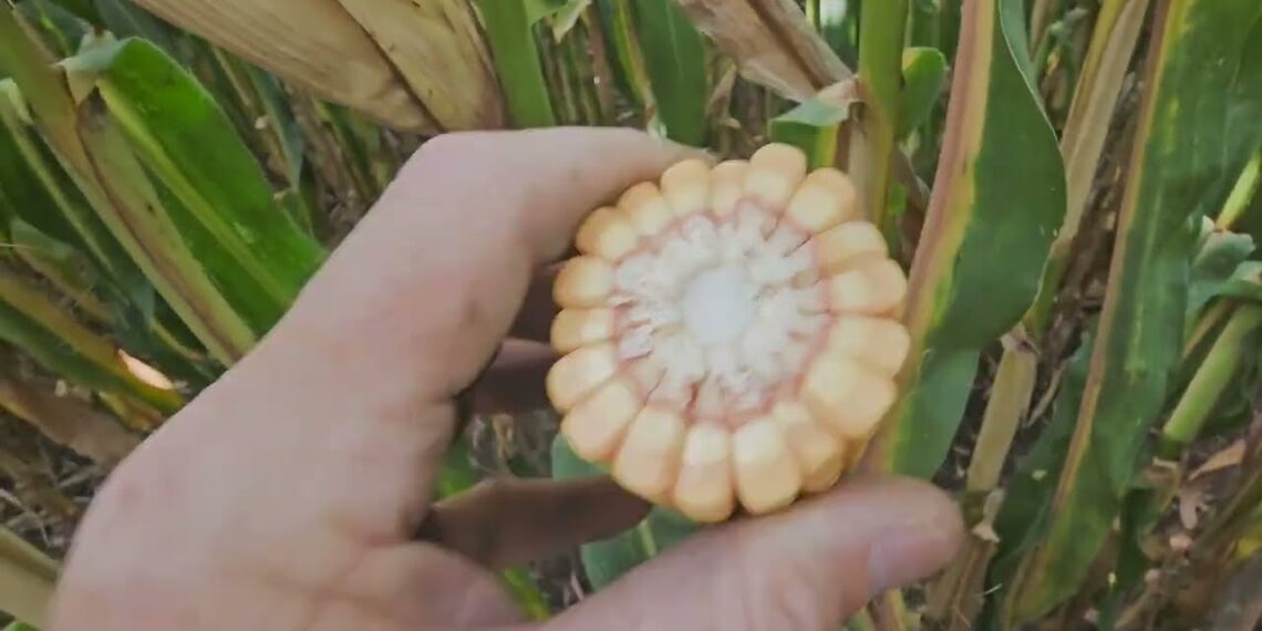 Fim do ciclo. Será que a fertilização foi suficiente para obtermos altas produções de Milho?