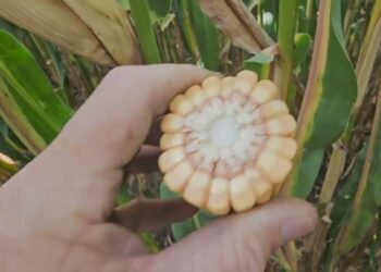 Fim do ciclo. Será que a fertilização foi suficiente para obtermos altas produções de Milho?