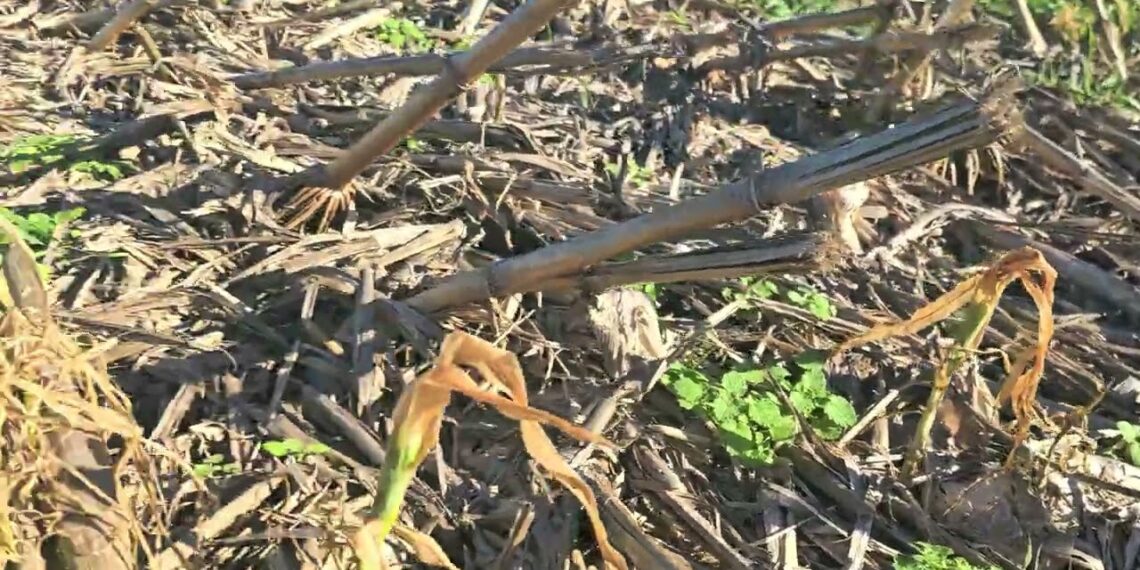 Fungos Micorrizicos mudam de hospedeiro após morte do Milho 🌽🌽🌽