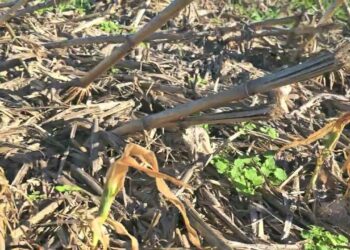 Fungos Micorrizicos mudam de hospedeiro após morte do Milho 🌽🌽🌽