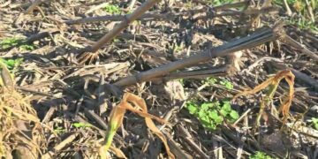 Fungos Micorrizicos mudam de hospedeiro após morte do Milho 🌽🌽🌽