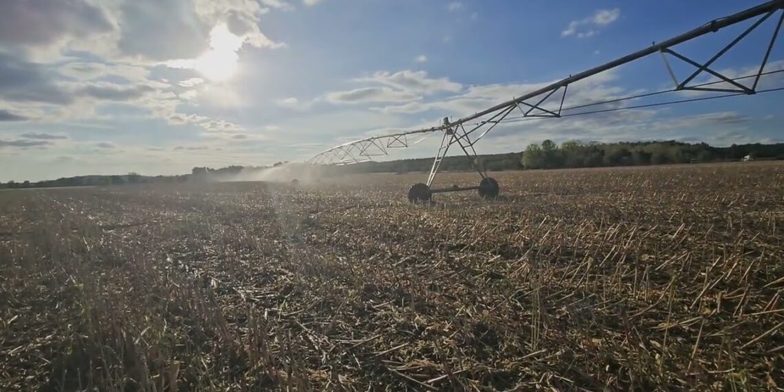 Inoculação Biológica pós colheita. O que é e para que serve?