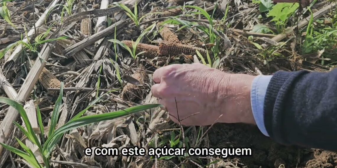 Solo em  Regeneração. Quais os bio- indicadores que devemos observar?