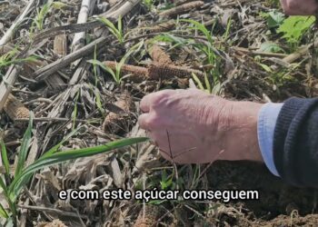 Solo em  Regeneração. Quais os bio- indicadores que devemos observar?