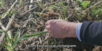 Solo em  Regeneração. Quais os bio- indicadores que devemos observar?