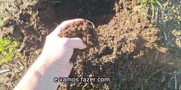 Composto termófilo para a produção de Vermicompostagem